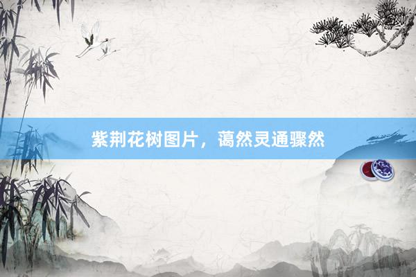 紫荆花树图片，蔼然灵通骤然